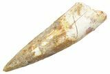 Fossil Spinosaurus Tooth - Real Dinosaur Tooth #363487-1